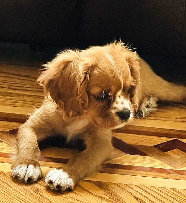 Pages of Life — Tucker brought love to his forever home - Vimarsana News
