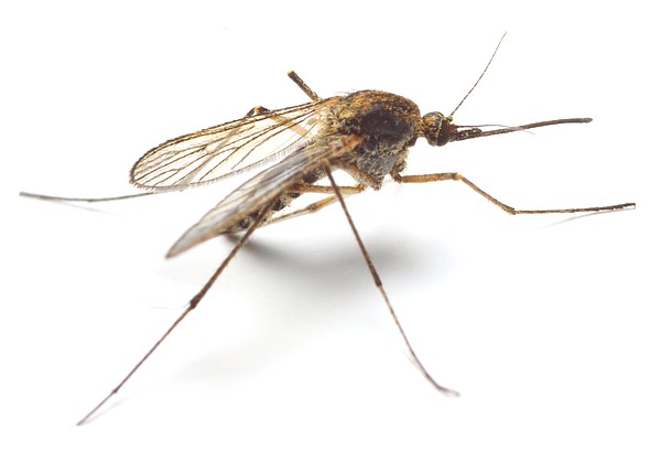 What makes you a mosquito magnet? Some people can't escape the pesky but dangerous bites - Vimarsana News