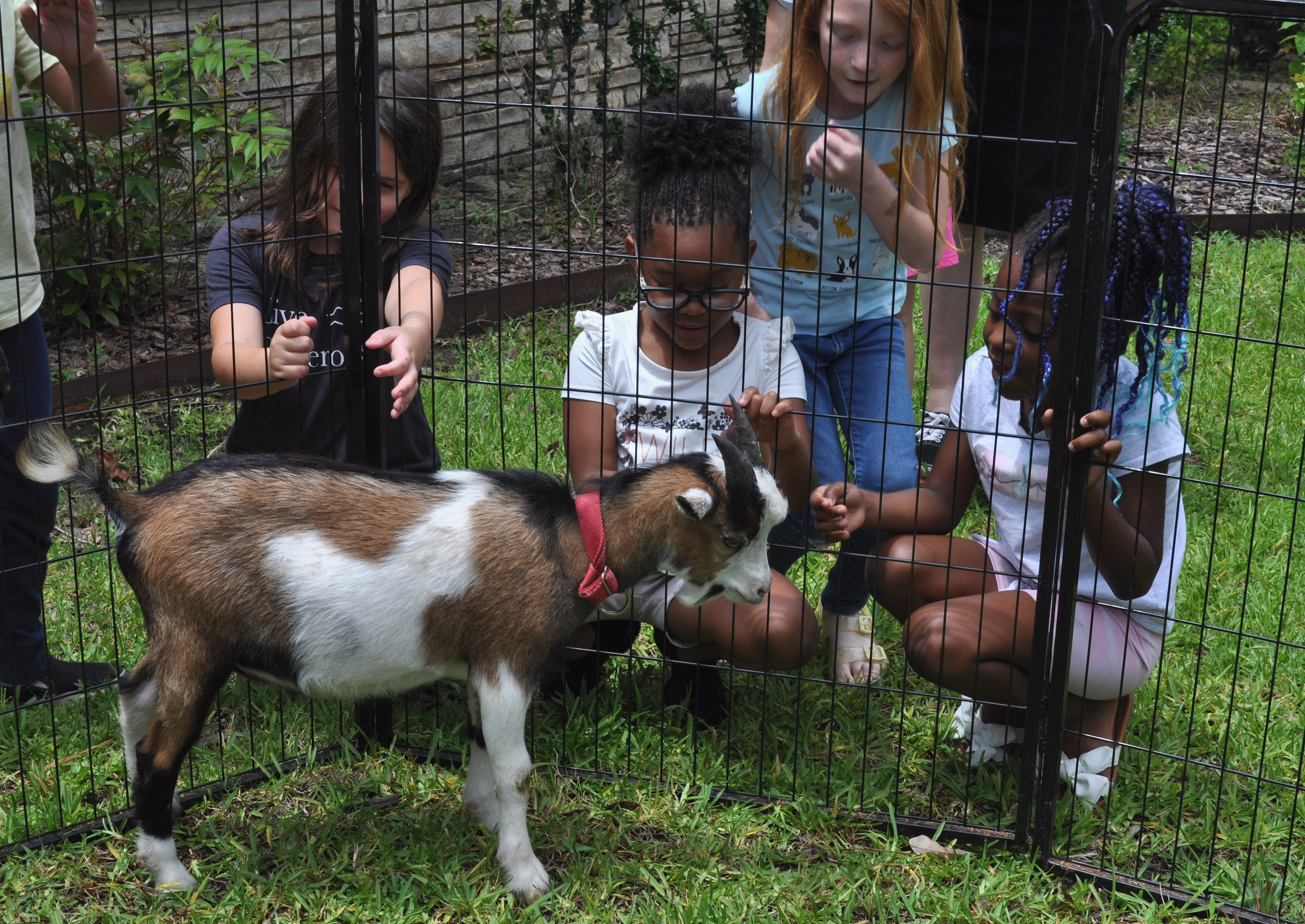 PHOTOS: Barton Library hosts Block-R Barnyard petting zoo - Vimarsana News