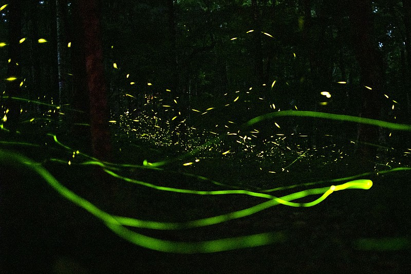 A firefly display lights up the night at Grandfather Mountain State Park in Linville, N.C. 
(For The Washington Post/Travis Dove)