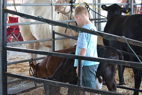 Youth work ethic displayed at Callaway County Youth Expo - Vimarsana News