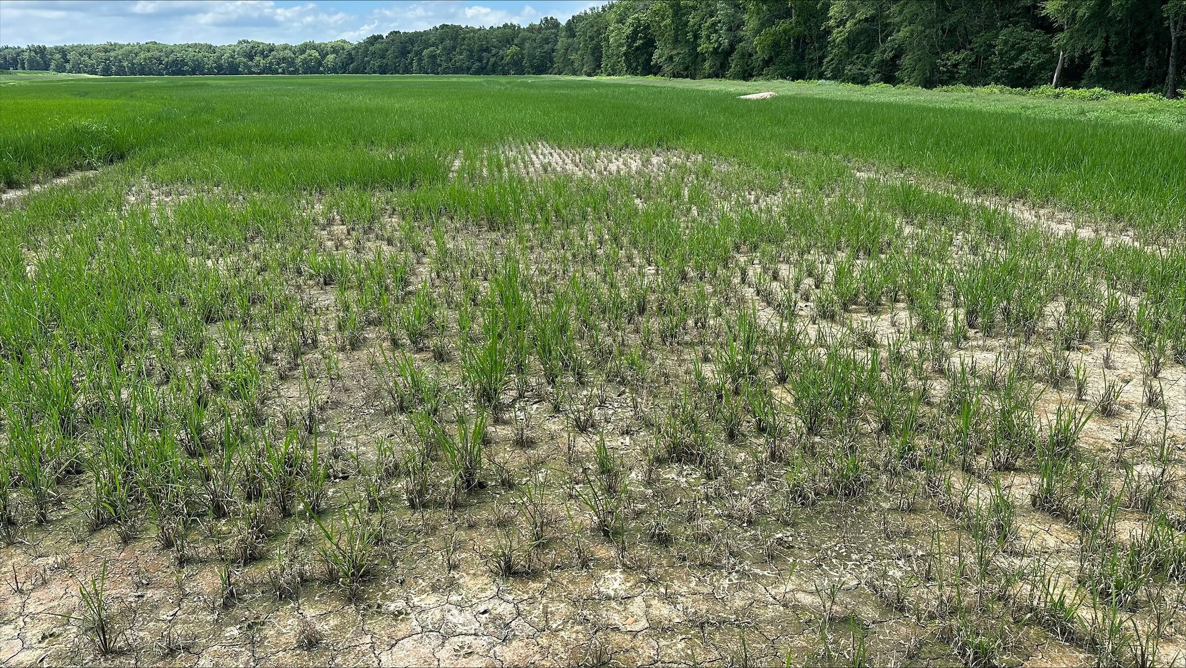 Striking weather bad for rice crop