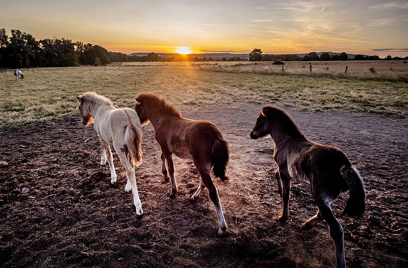 People And Pets Seek Shade And Cool As Europe Sizzles Under Heat Wave ...