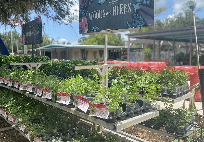 AT HOME Herb gardens grow well with companion plants The Arkansas DemocratGazette Arkansas