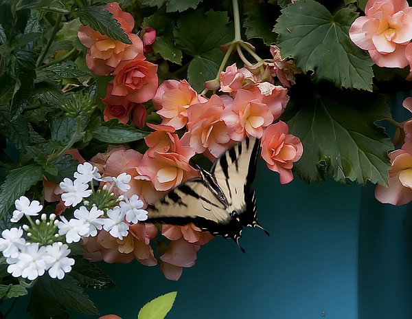 GARDEN GUY: Solenia begonias open up new world of garden elegance - Vimarsana News