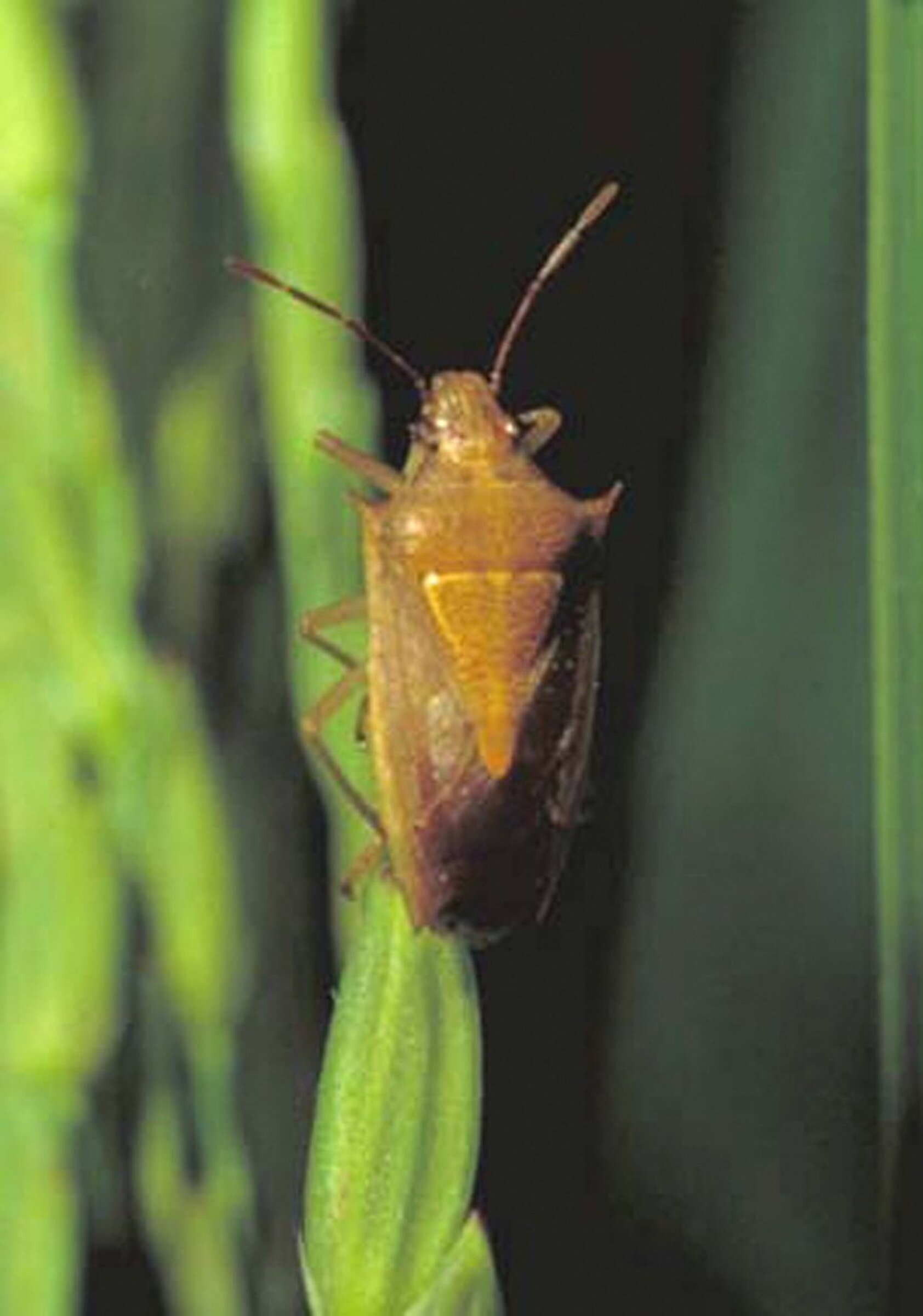 EPA exempts rice bug remedy, UA entomologist says
