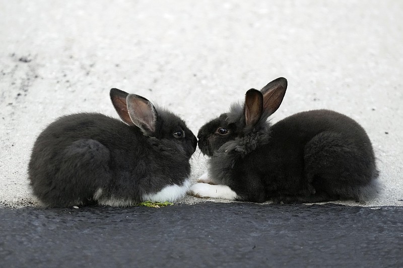 Fuzzy invasion of domestic rabbits has Florida suburb on hunt for new owners