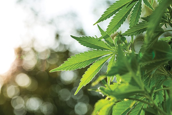Former Arkansas House staffer appointed to state's Medical Marijuana Commission - Vimarsana News
