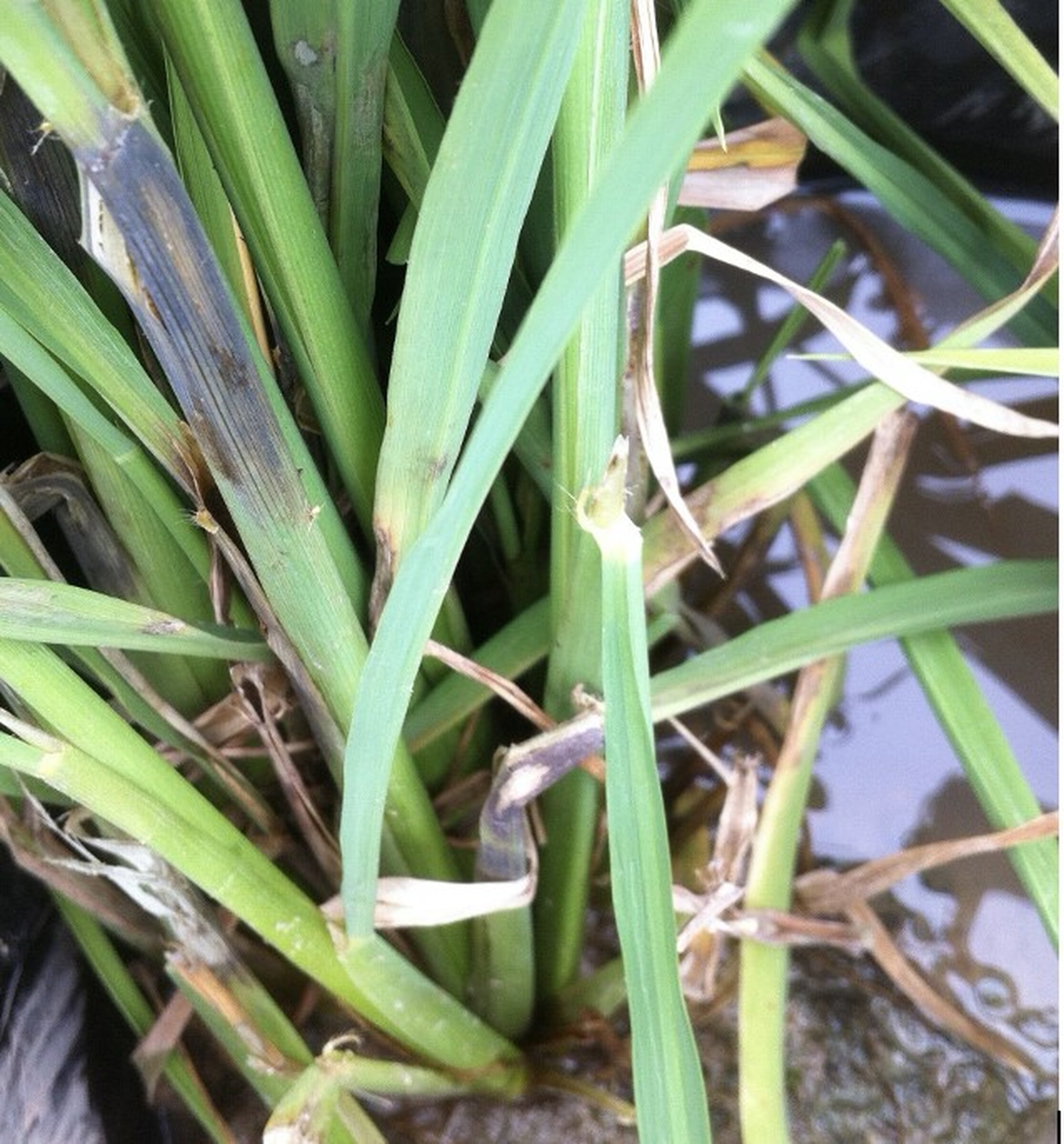 Arkansas rice sheath blight targeted
