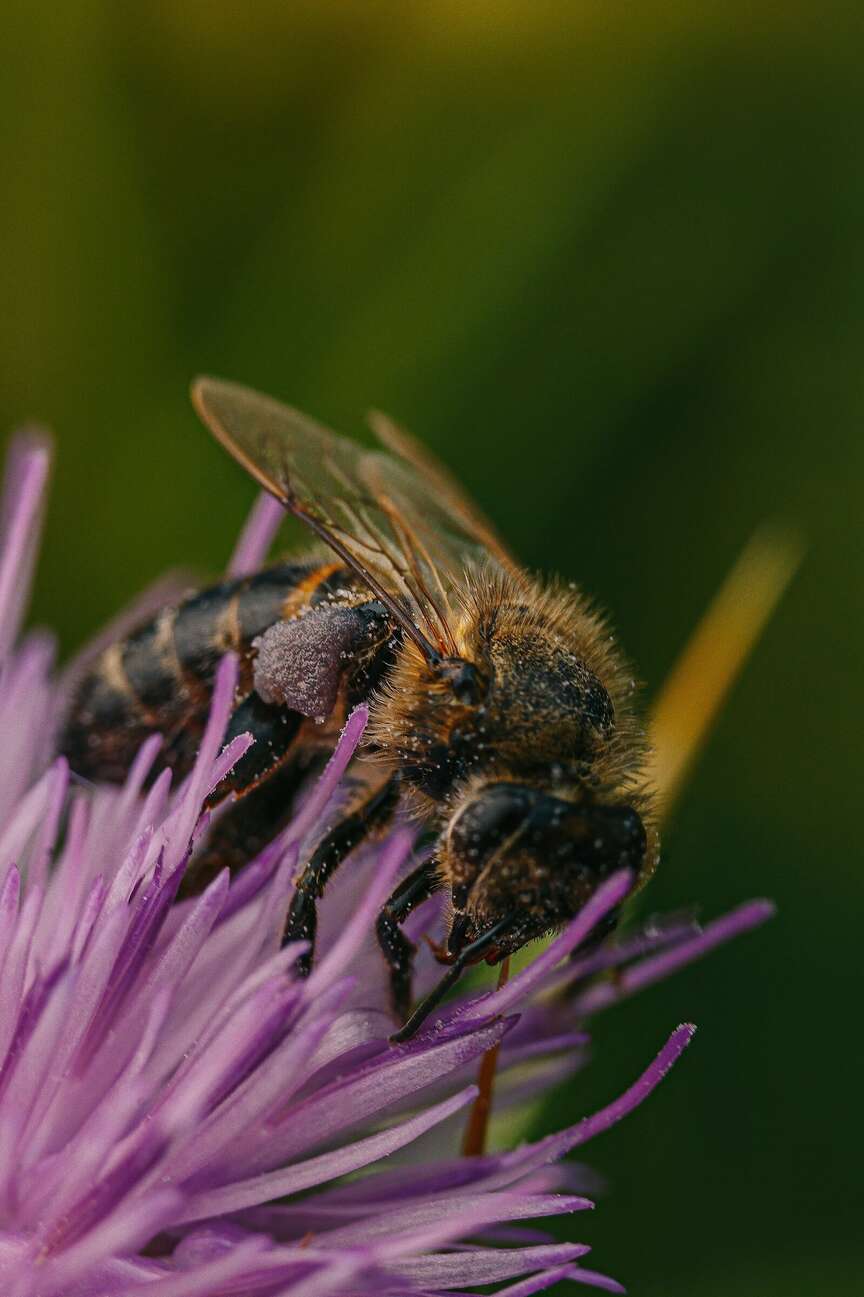 Research links state’s honeybees to Europe