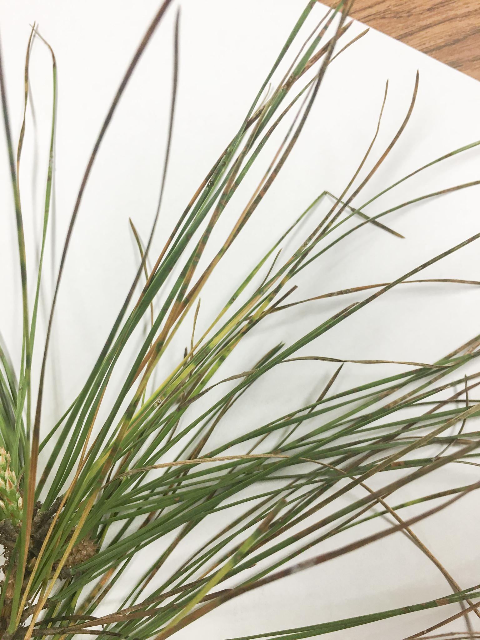 Research continues into blight found in Arkansas pines - Vimarsana News