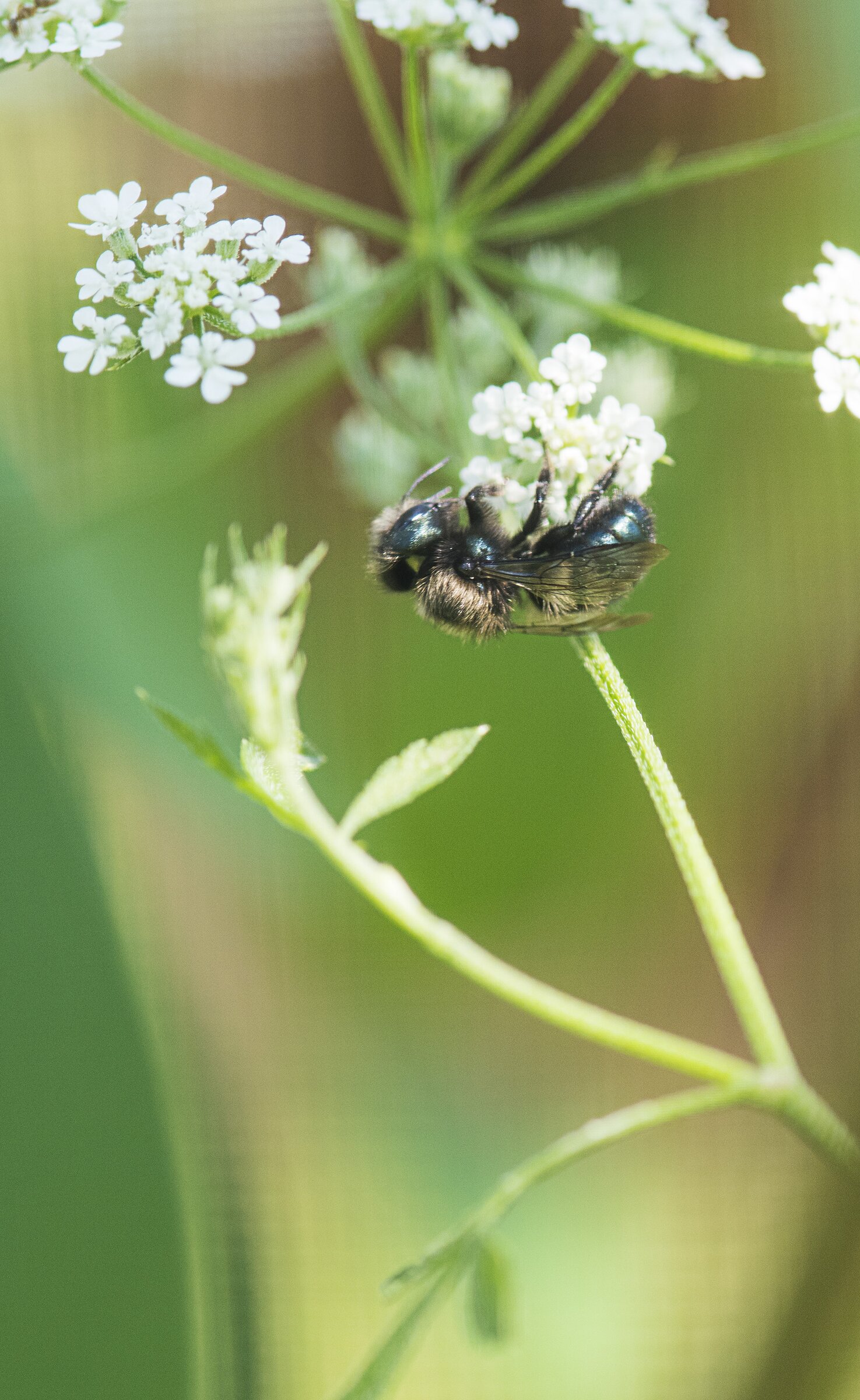 Arkansas entomologists study bees’ color response Northwest Arkansas