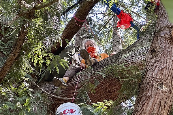 Activists climb tree to save it from removal Activists climb tree to save it from removal
