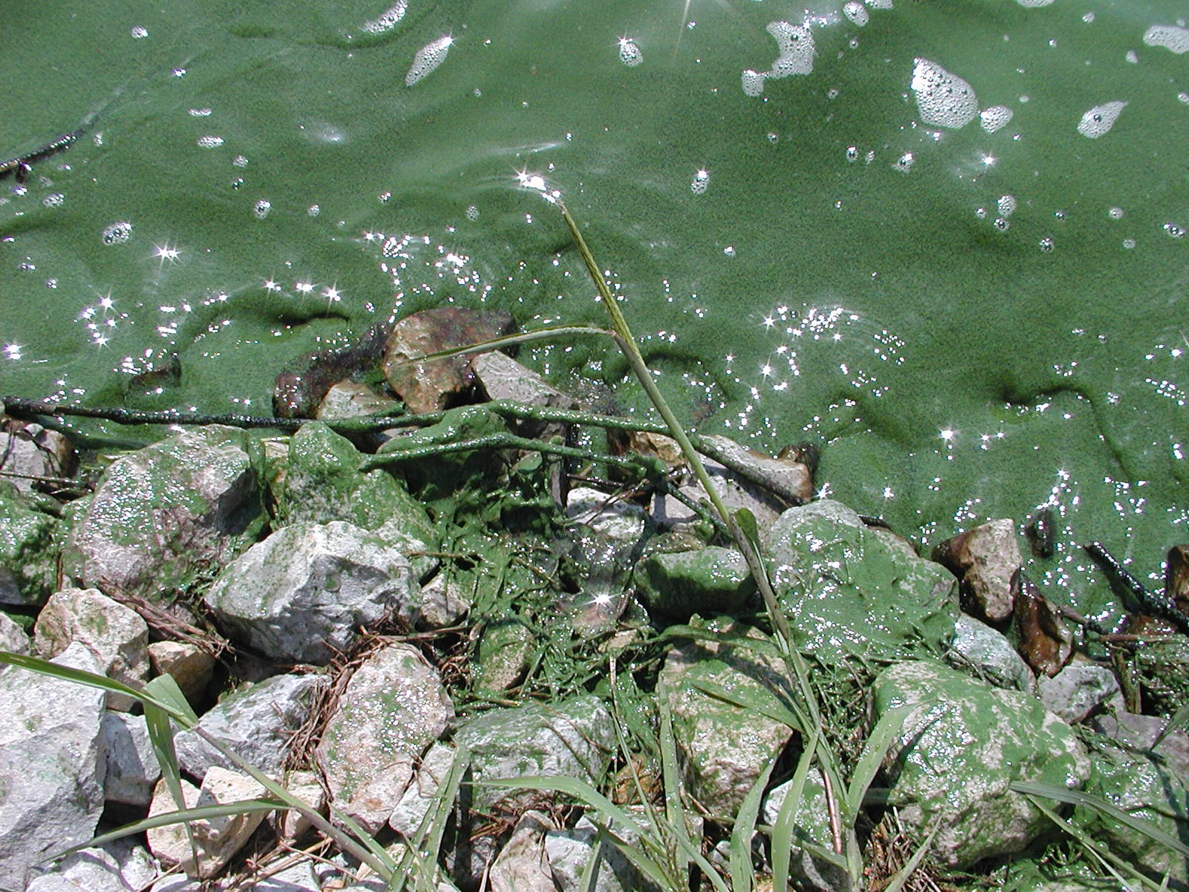 Expert warns of toxic algae in water