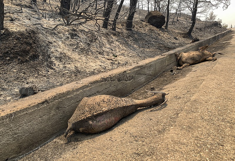 Dead animals lie on a road after a forest fire, on the island of Rhodes, Greece, Sunday, July 23, 2023. Some 19,000 people have been evacuated from the Greek island of Rhodes as wildfires continued burning for a sixth day on three fronts, Greek authorities said on Sunday. (Lefteris Diamanidis/InTime News via AP)