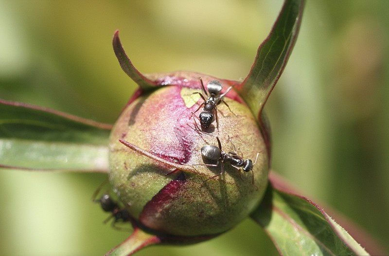 Are ants harmful to the garden? Usually not The Arkansas Democrat