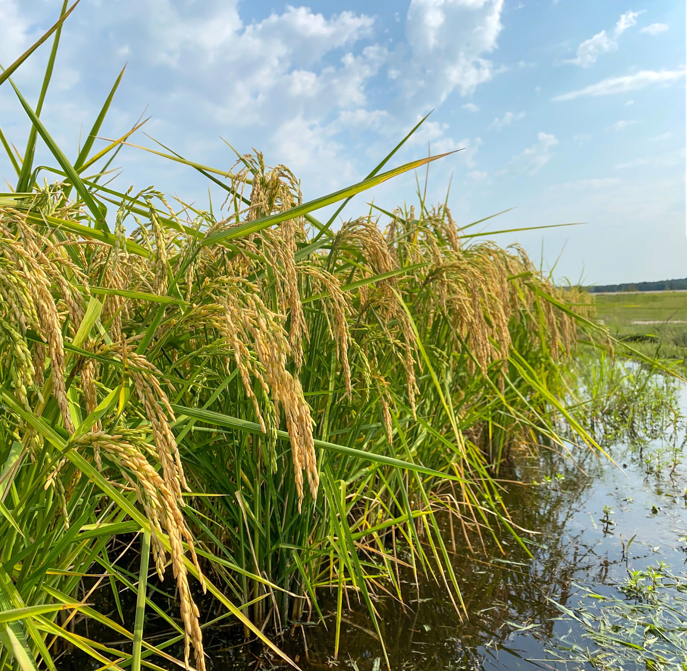 Boost for rice prices weighed