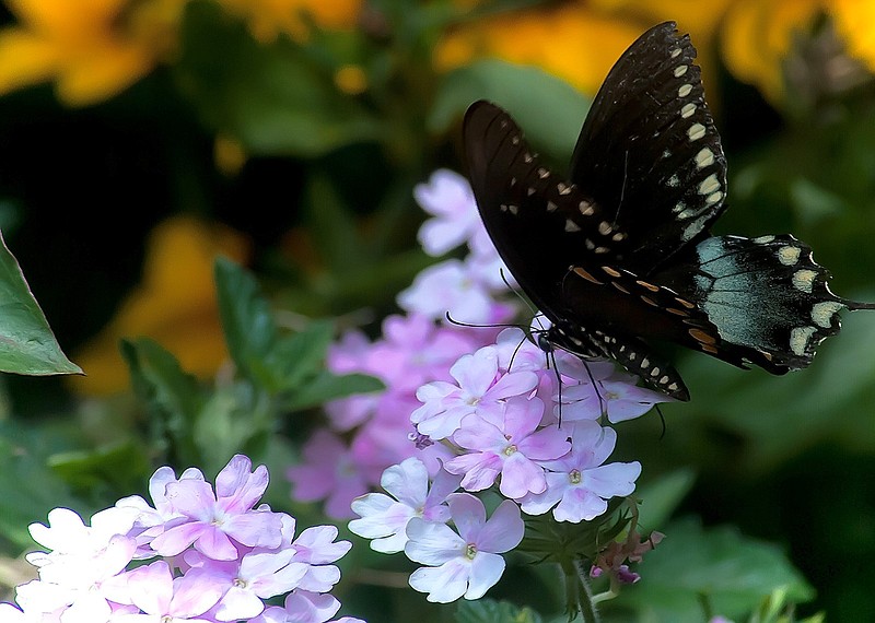 This Spicebush Swallowtail also finds the Superbena Pink Cashmere verbena to be on the nectar menu. (Norman Winter/TNS)