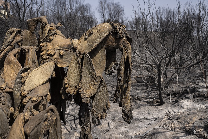 A burnt cactus stands on a hill near Gennadi village, on the Aegean Sea island of Rhodes, southeastern Greece, on Thursday, July 27, 2023. The wildfires have raged across parts of the country during three successive Mediterranean heat waves over two weeks, leaving five people dead. (AP Photo/Petros Giannakouris)
