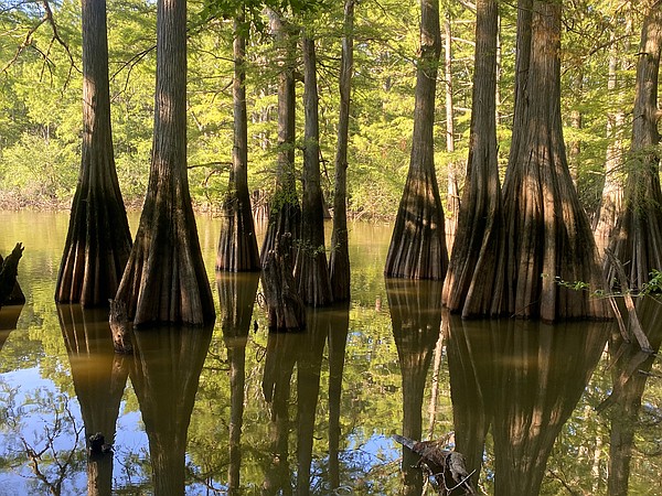 WATCH | Dale Bumpers White River NWR great choice for summer drive ...