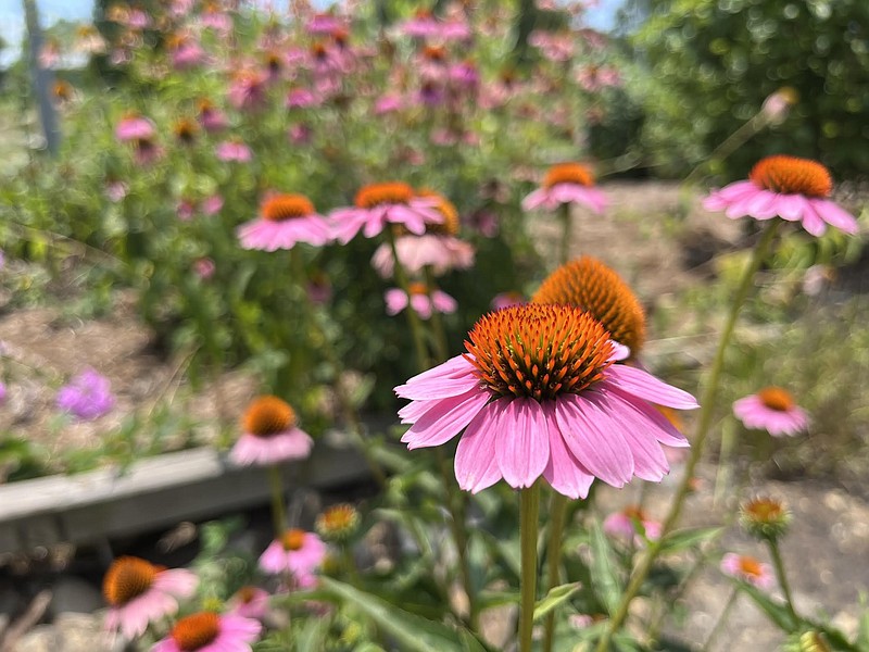 Little Rock Audubon Center offers a unique look at diverse habitats