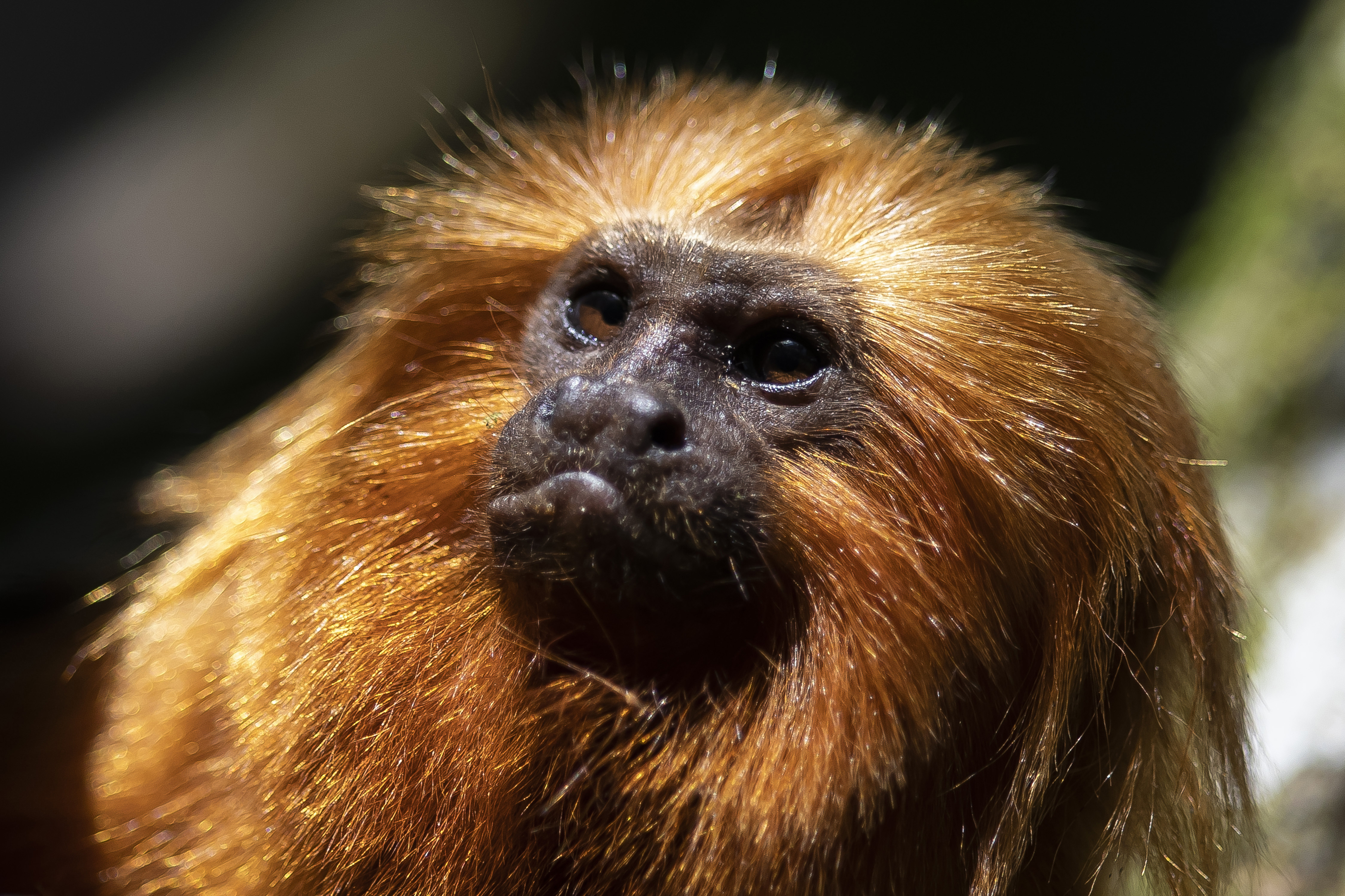 Once nearing extinction, Brazil's golden lion tamarins have rebounded from yellow fever, scientists say - Vimarsana News