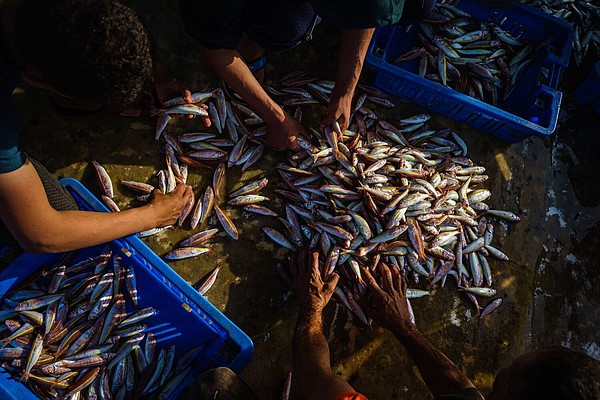 About 1 in 3 vertebrate species is used, eaten or traded by humans, study finds - Vimarsana News
