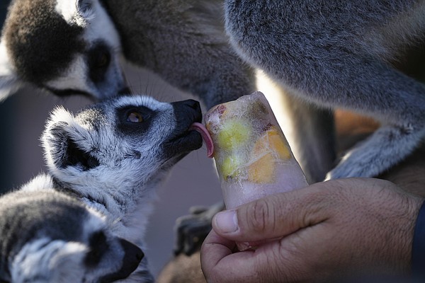 Greek zoo serves frozen meals to animals to help beat the heat - Vimarsana News