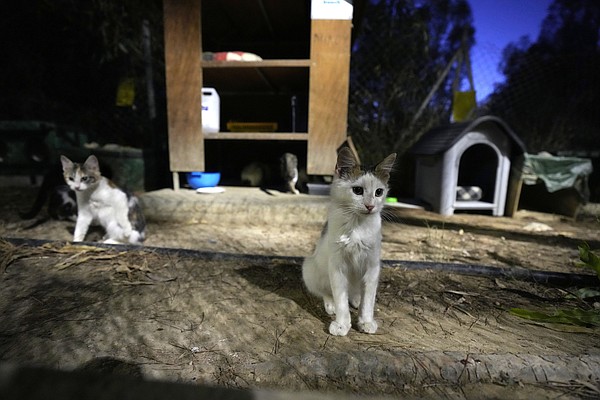 Cyprus to use human COVID-19 medications against virus mutation in cats - Vimarsana News