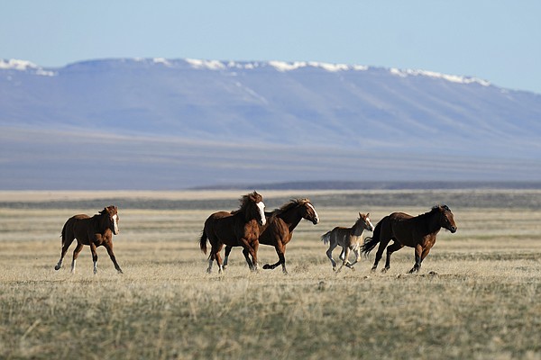 Wild horse captures in question