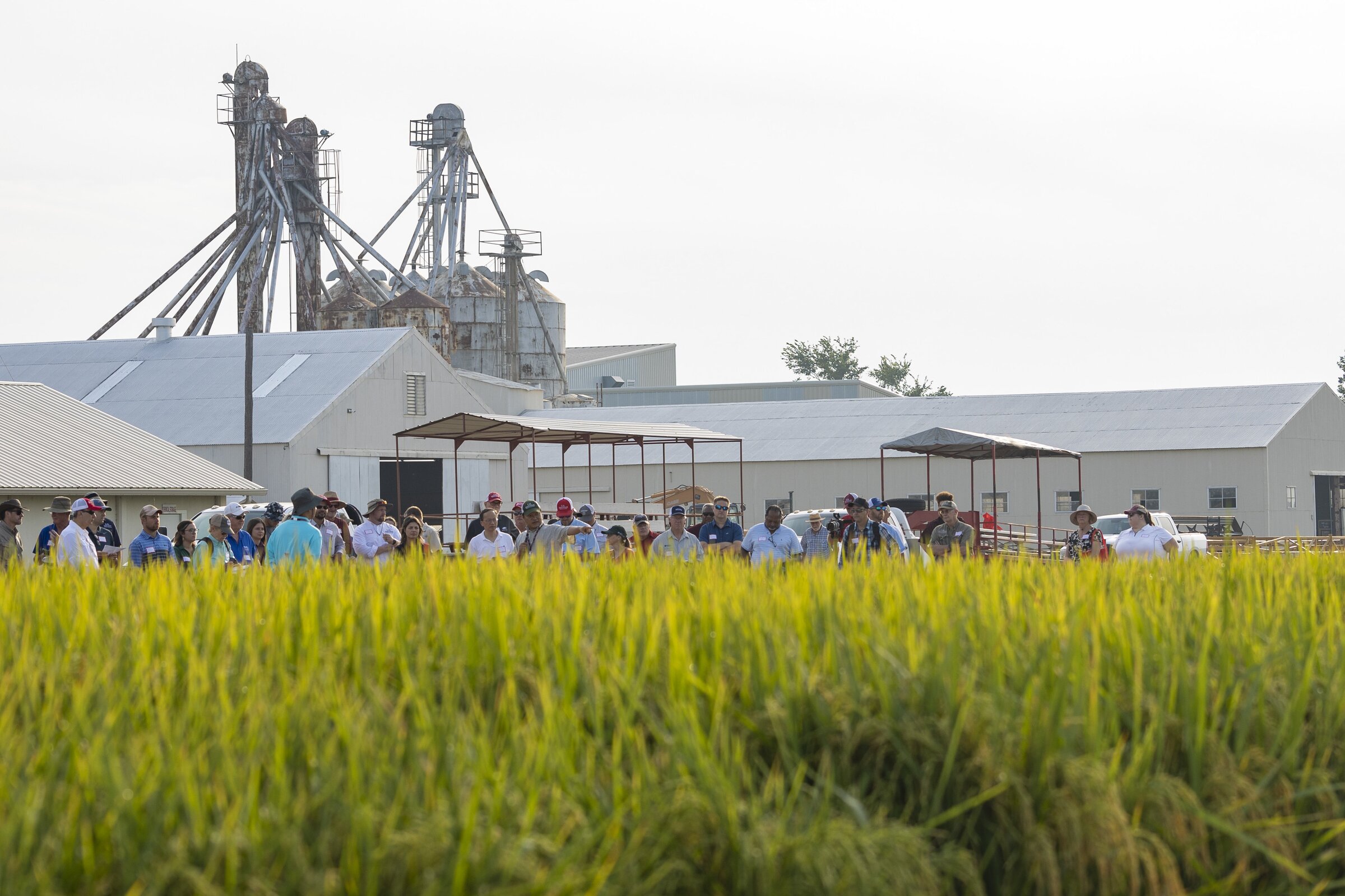 Industry gathers in Stuttgart for rice field day