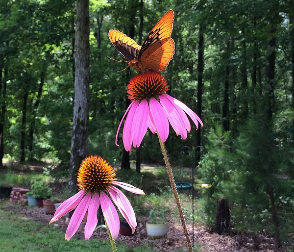 FYI Calendar: Weekend full of butterflies and the cha-cha - Vimarsana News
