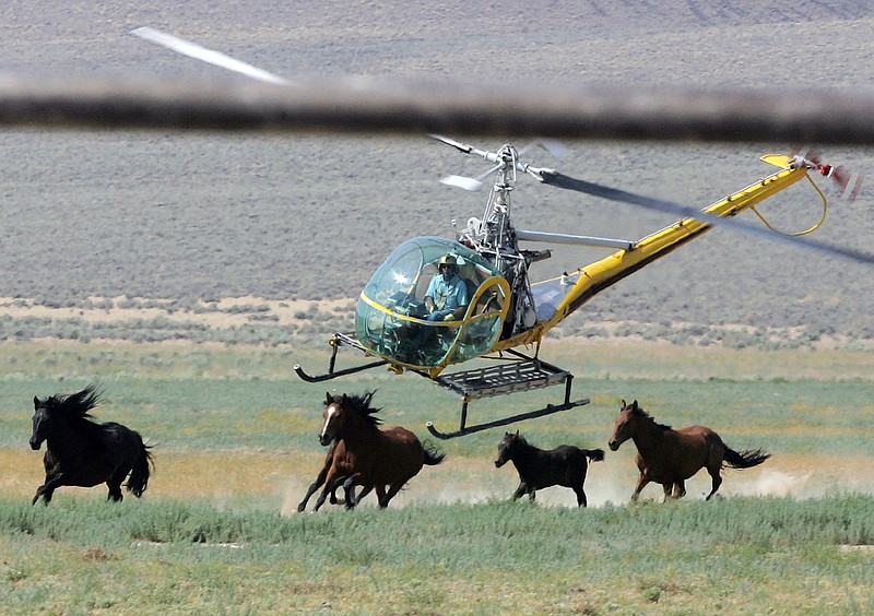 FILE - A livestock helicopter pilot rounds up wild horses from the Fox & Lake Herd Management Area on July 13, 2008, in Washoe County, Nev., near the town on Empire, Nev. A legal battle over the U.S. government's ongoing capture of thousands of wild horses in Nevada, where over two dozen mustangs have died in a weeks-long roundup goes before a judge Wednesday, Aug. 9, 2023, as opponents try to prove it's illegal and should be stopped. (AP Photo/Brad Horn, File)