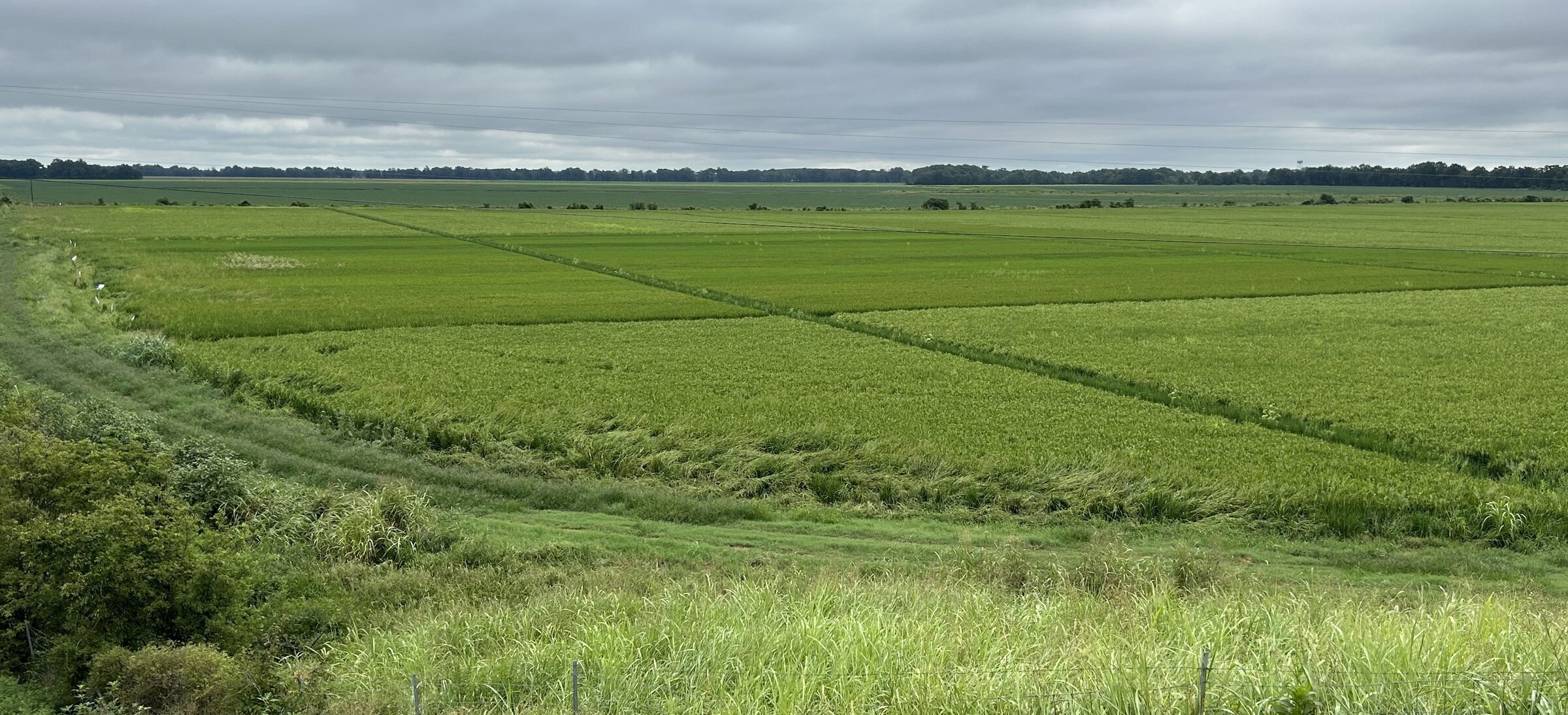 Heavy rain flogs rice in northeast counties