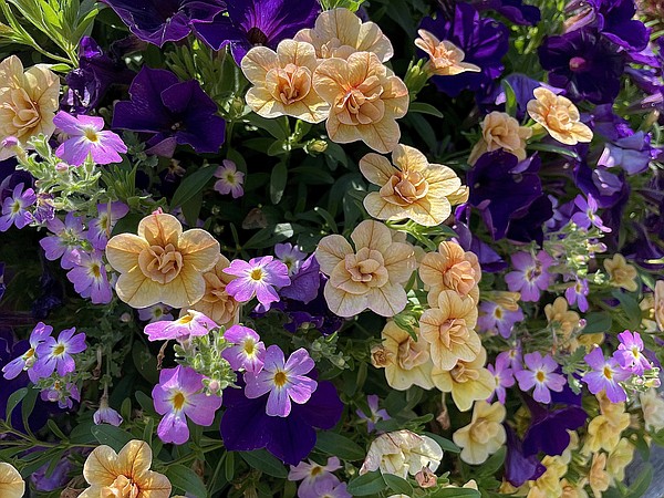 THE GARDEN GUY: Safari in your garden with South African phlox - Vimarsana News