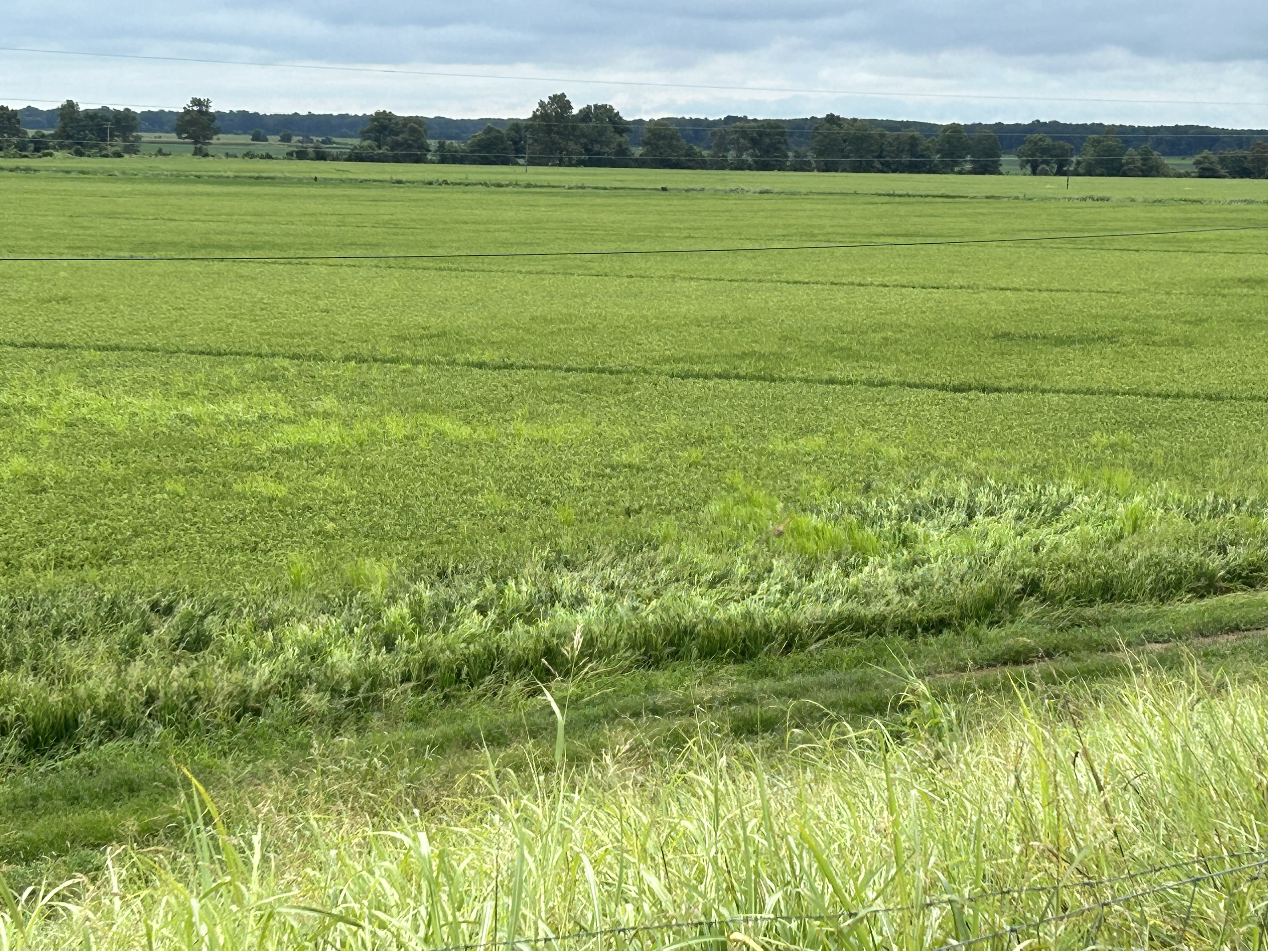 Agri agents survey Arkansans on use of Extension resources - Vimarsana News