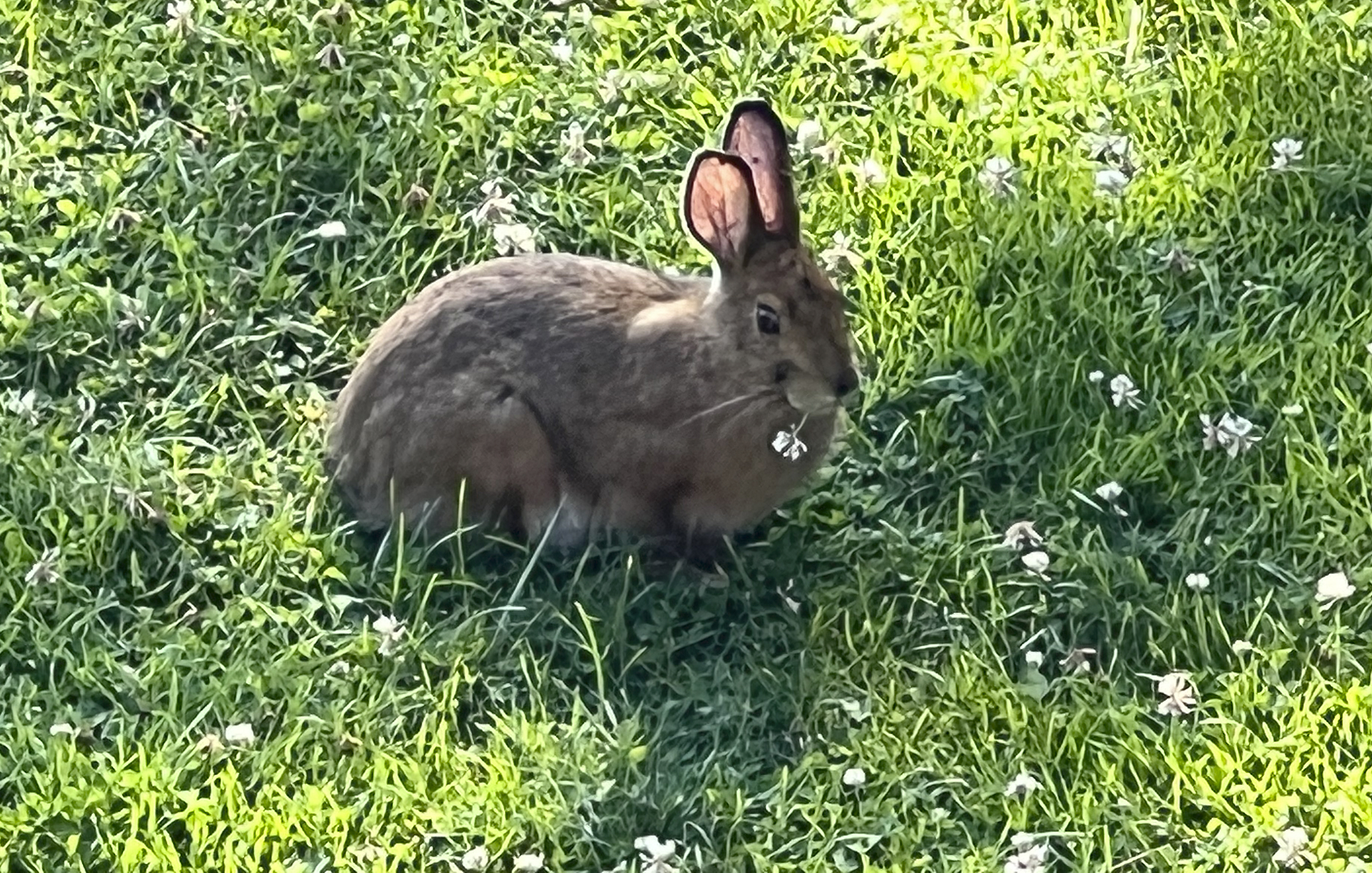 Rabbits and deer and voles, oh my! Whats eating your garden?