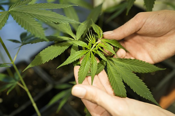 German Cabinet OKs 'cannabis club' motion - Vimarsana News