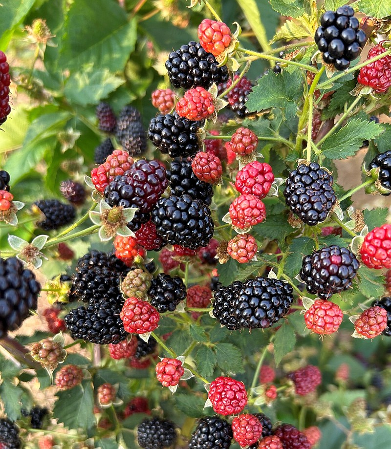 Grant to fund better berries The Arkansas DemocratGazette Arkansas