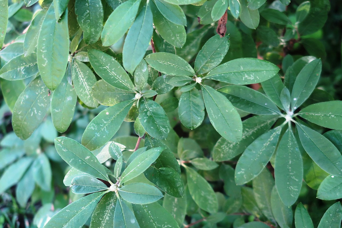 Drop those loppers! Spring-blooming azaleas are setting next year’s ...