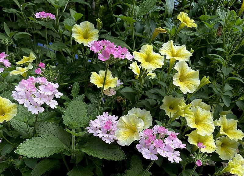 Supertunia Saffron Finch petunia and Superbena Pink Cashmere verbena both will make their debut in 2024 were paired together by The Garden Guy in April. (TNS/Norman Winter)