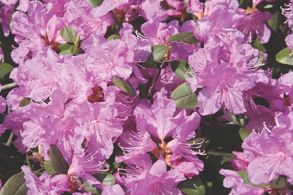 Azaleas will work in almost any landscape | Hot Springs Sentinel Record