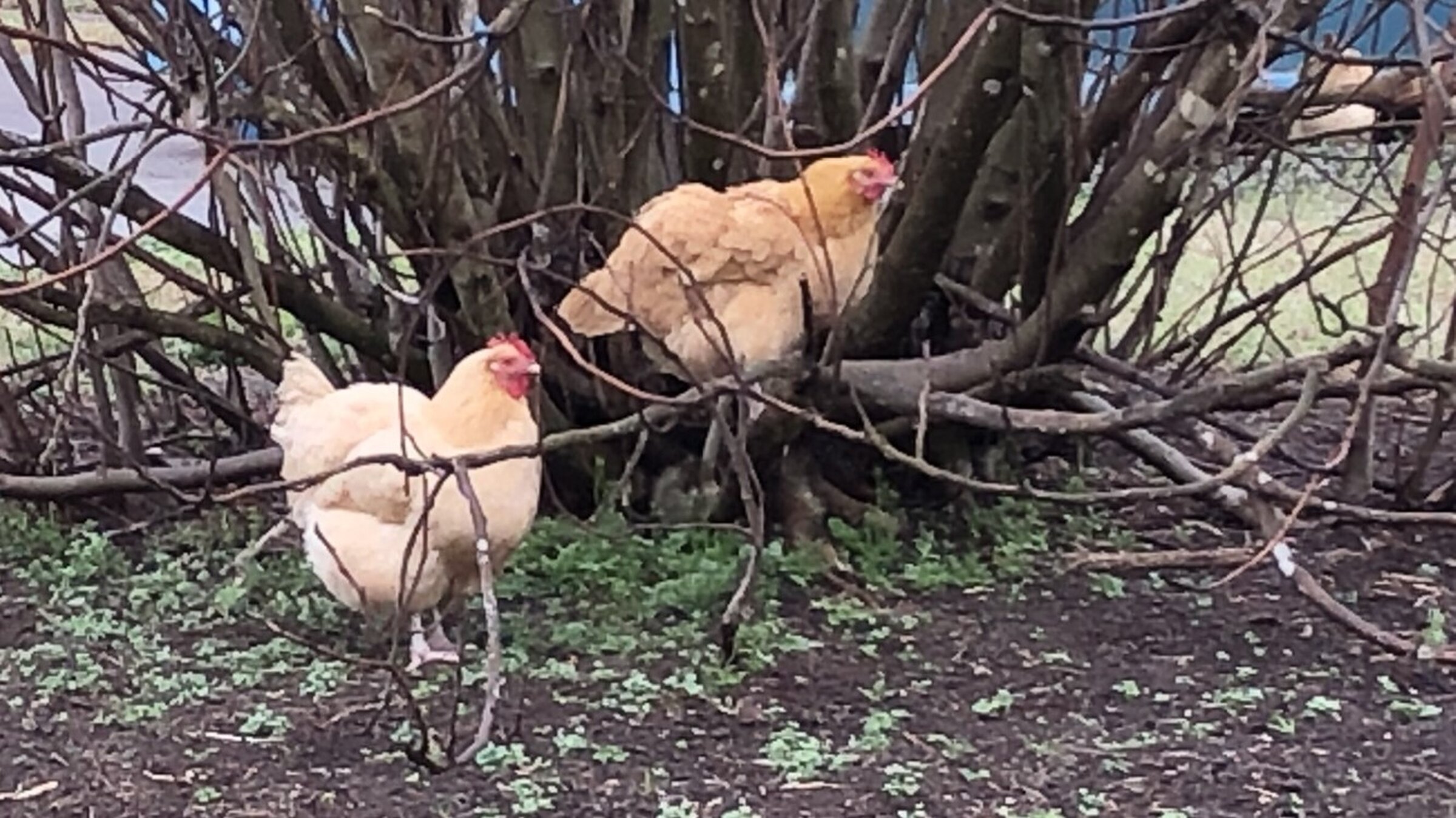 Agriculturist offers advice on keeping chickens cool
