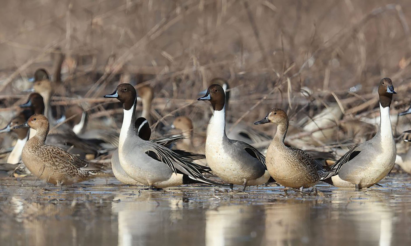 Estimated decline in duck population only part of fall flight story •  Arkansas Game & Fish Commission