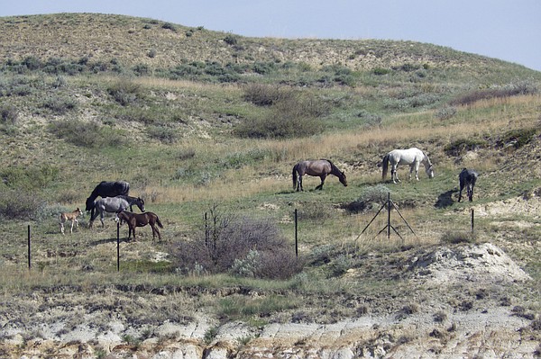 Wild horses that roam in national park may be removed    many oppose the plan