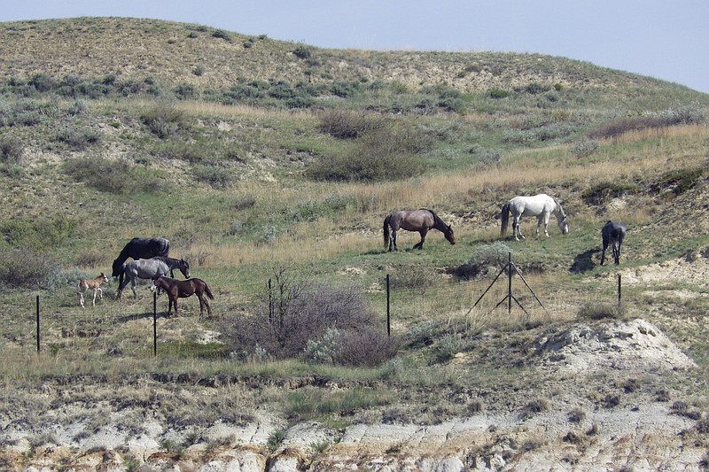Wild horses graze on a hillside by the boundary fence of Theodore Roosevelt National Park near Medora, N.D., on Saturday, May 20, 2023. About 200 horses roam the park's South Unit. The National Park Service has proposed removing the horses. The horses are popular with park visitors, and have found allies such as Gov. Doug Burgum and U.S. Sen. John Hoeven, who oppose their removal. (AP Photo/Jack Dura)