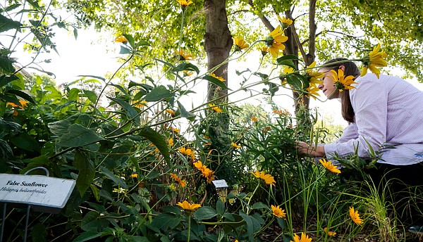 Museum researchers enlist hundreds of home gardeners in fight to save the iconic monarch butterfly