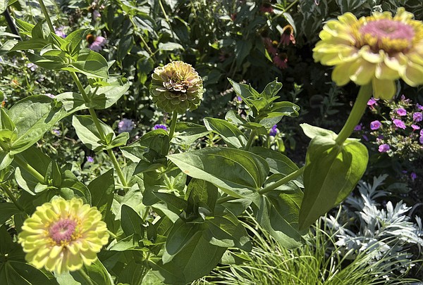 It's time to celebrate annuals, the type of loyal friend every gardener can use - Vimarsana News