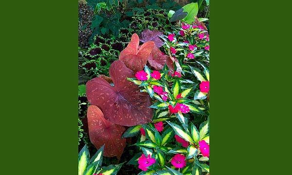 Heart to Heart caladiums: Perfect dog days transformation - Vimarsana News