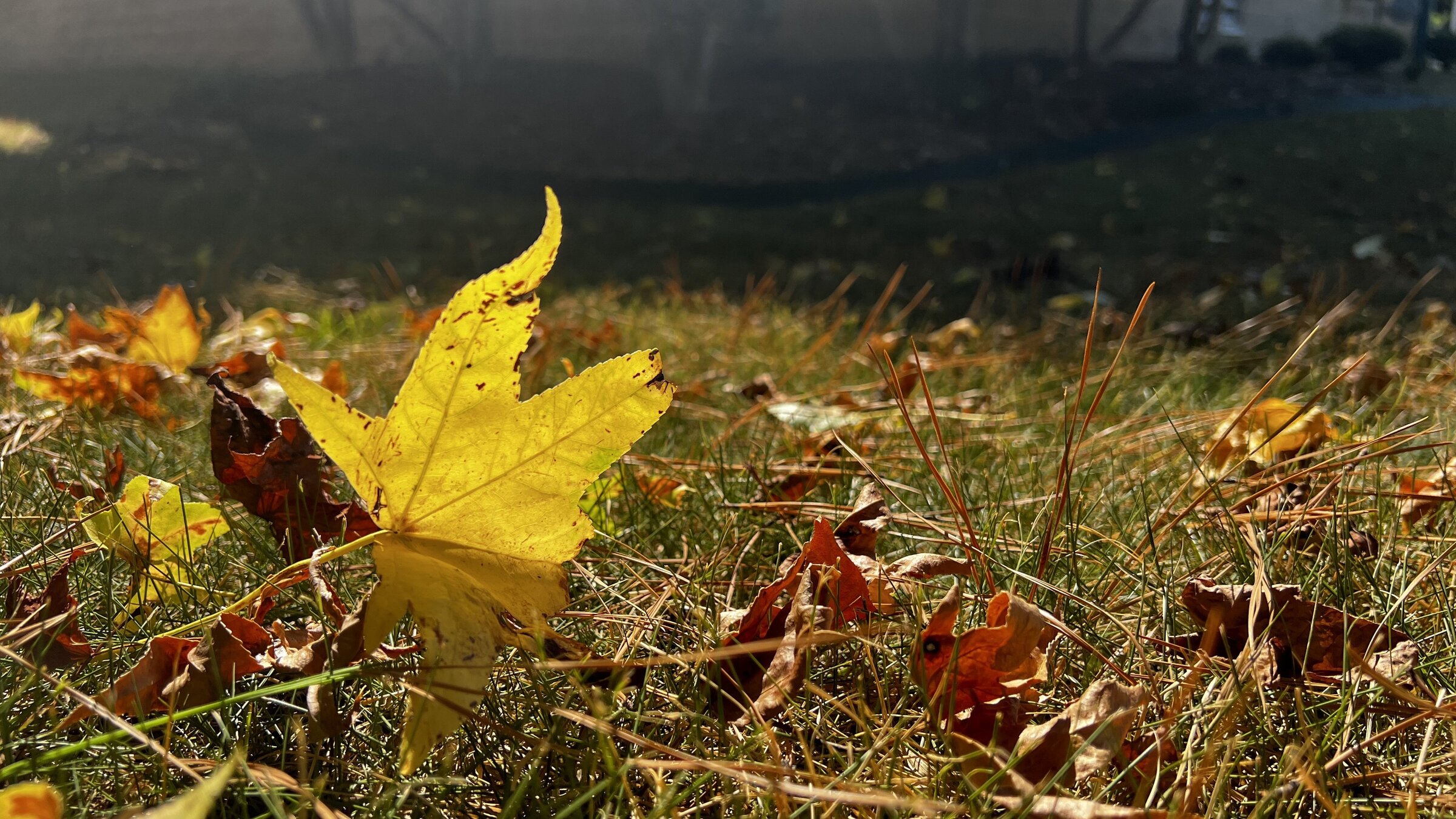 Heat, dry conditions mean fewer fall colors